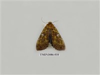 藏品(夜蛾904)的圖片